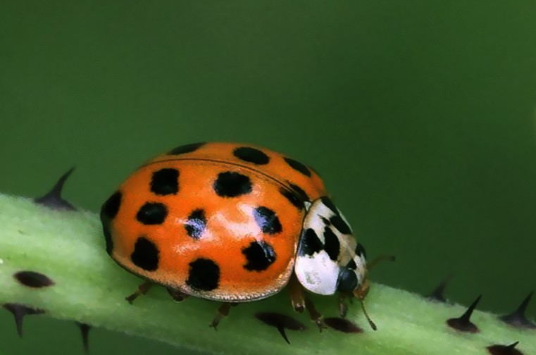 asian lady beetle pictures