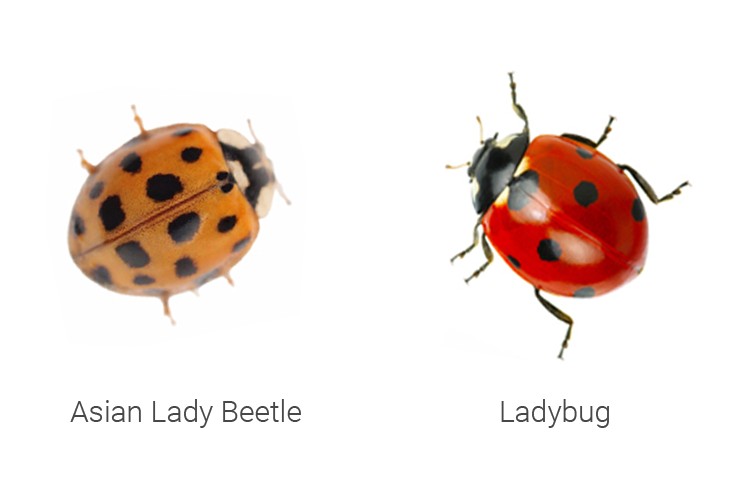 difference between asian lady beetle and ladybug