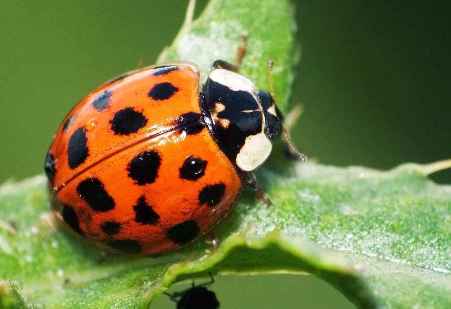 asian lady beetle