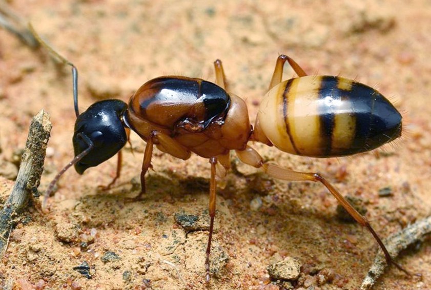 What Do Sugar Ants Look Like | Mice