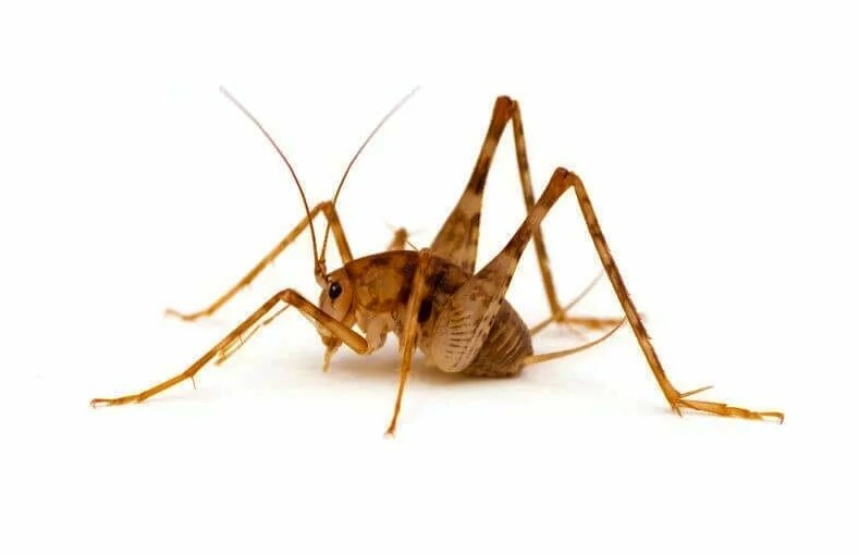 Camel Crickets Appearance Size Control Facts Pictures