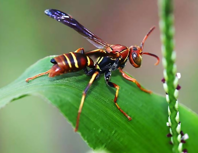 paper wasp pictures