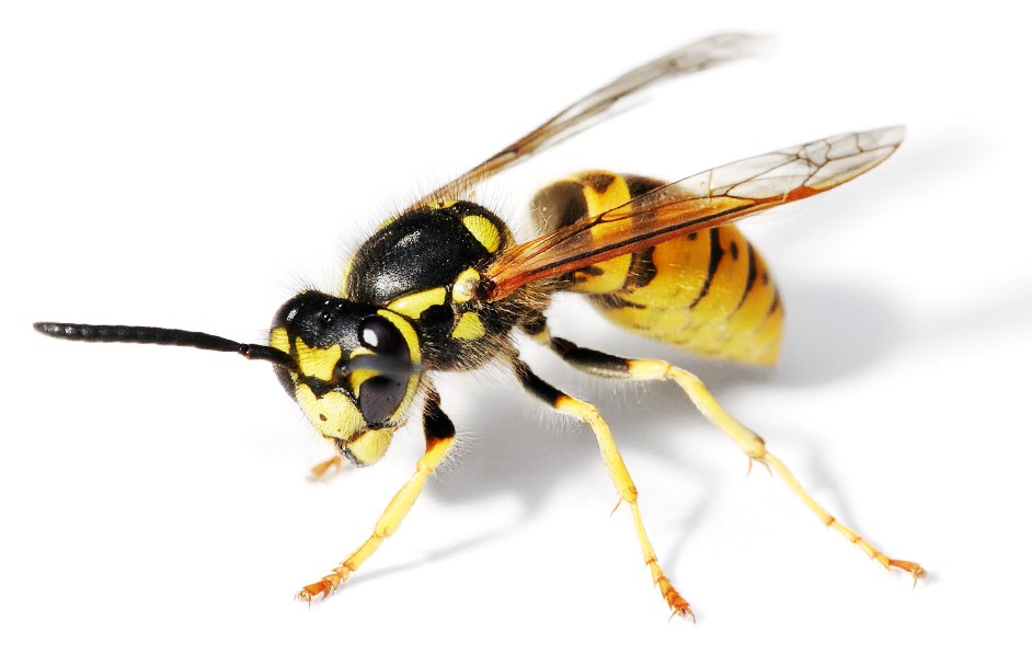 Picture of a Paper wasp