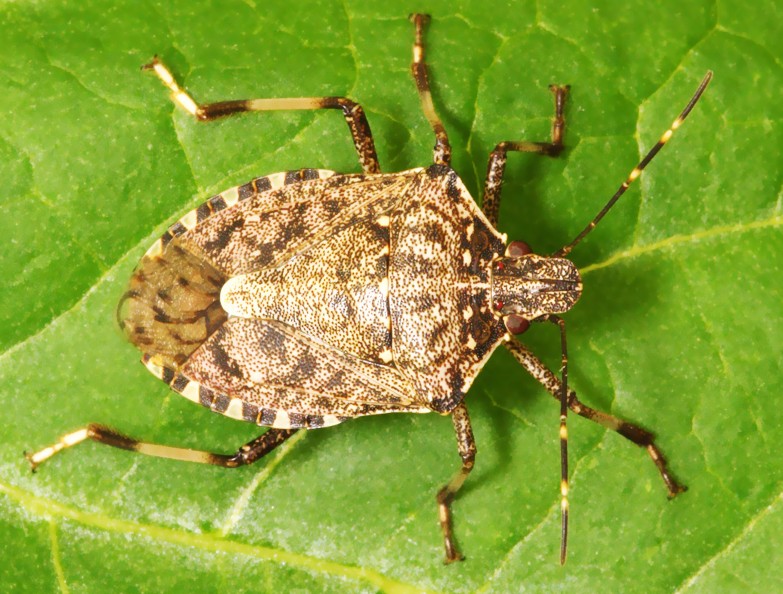 stink bug pictures