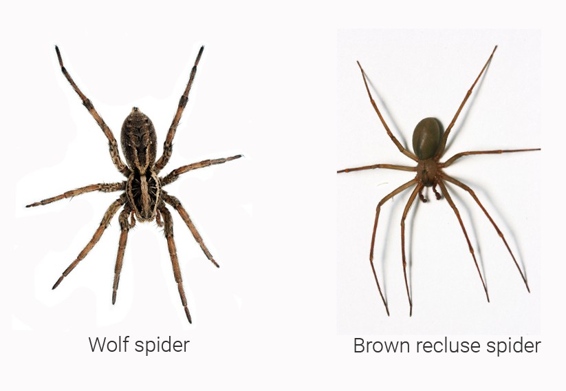 wolf spider vs brown recluse spider