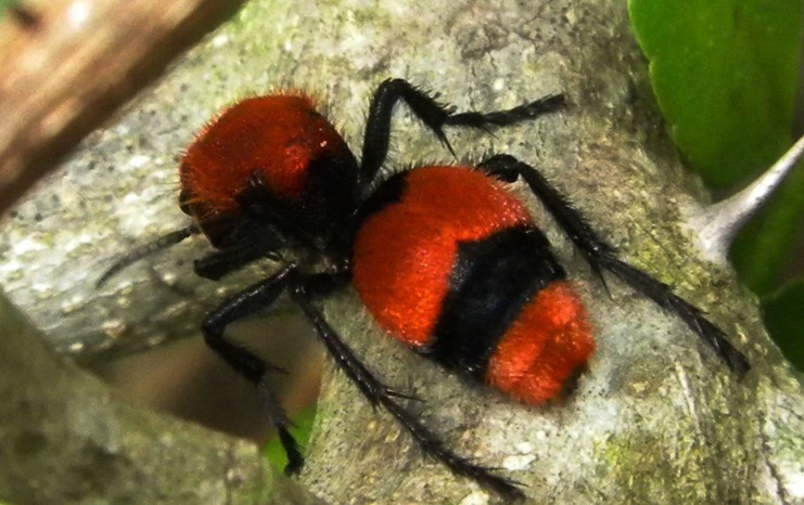 red velvet ants pictures