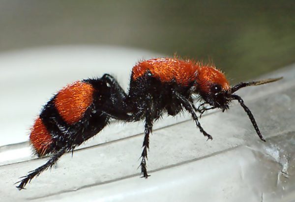 Red Velvet Ants - Pictures, Habitat, Life Cycle, Removal