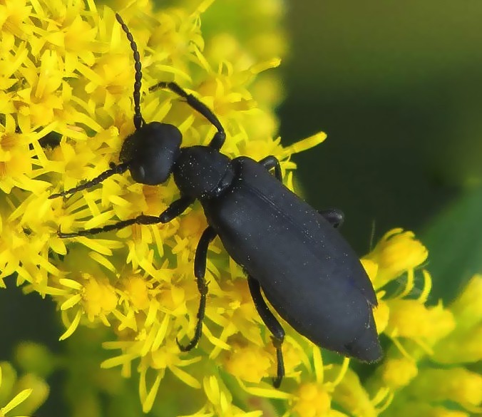 blister beetle