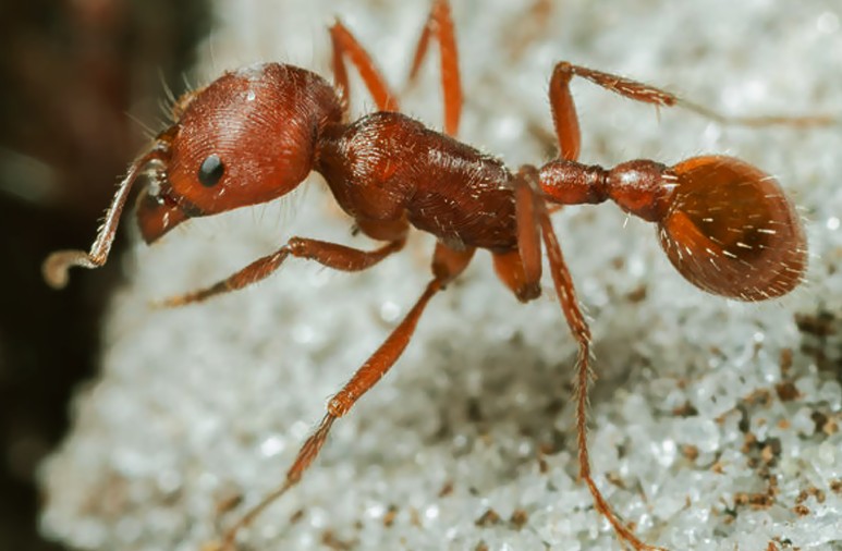 bull ants