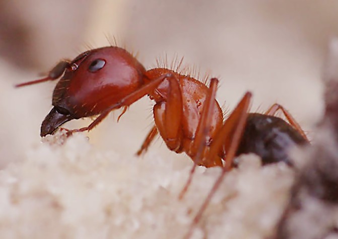bull ant picture