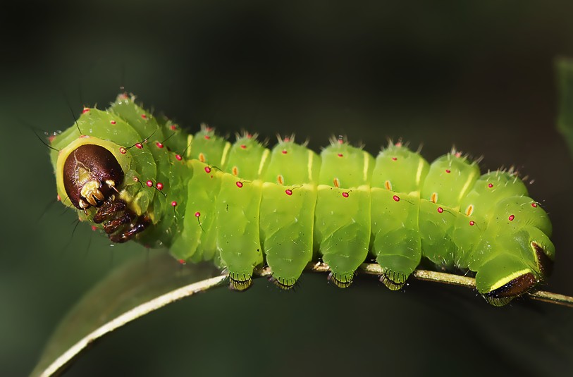 Badpests Comluna Moth Caterpillar Life Cycle Habitat Pictures Facts