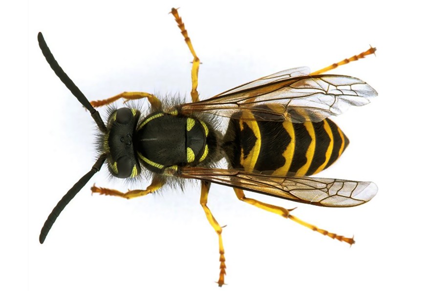 yellow jacket size and appearance