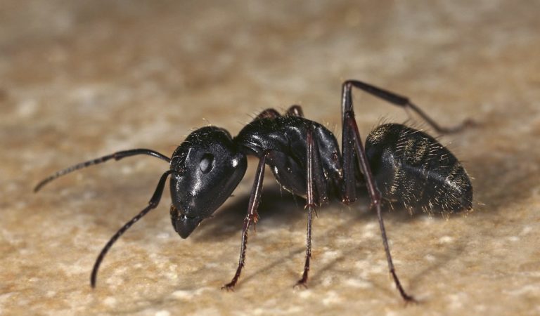 Carpenter Ants Size Habitat Diet Infestation Pictures
